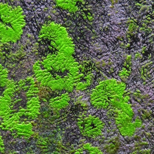 Verdant Session 20_11 for Timeline Music