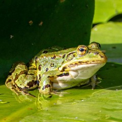 Courting and Mating Sounds of Frogs