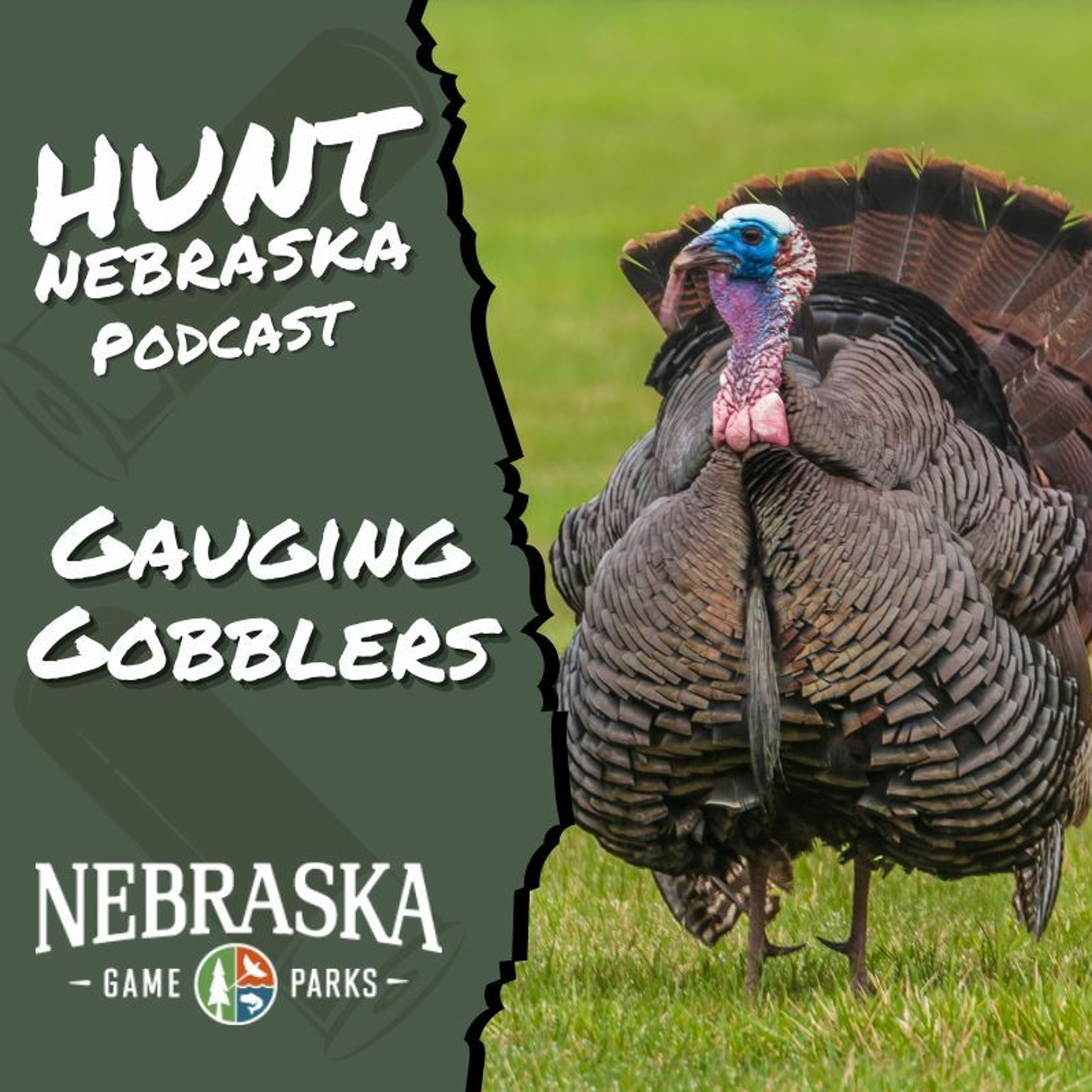 Gauging Gobblers