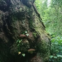 Park Wood, Western Malvern, Worcestershire, UK