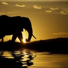 Big White Elephant (In-Flight Safety Cover)