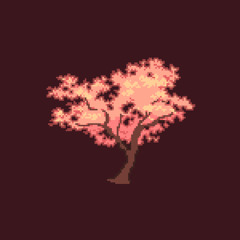 Cherry Blossoms