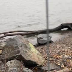 driftwood (draft).mp3
