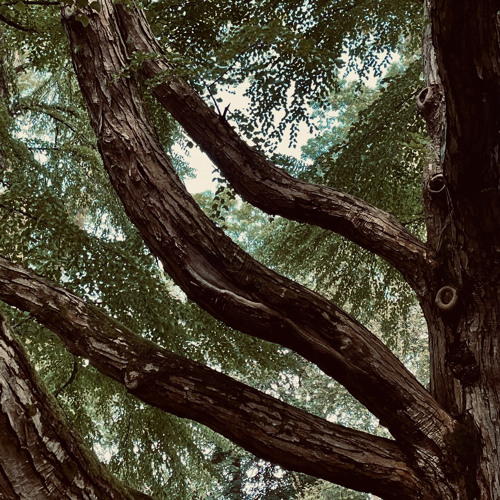 Katsura