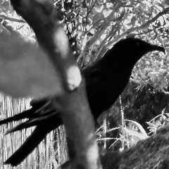 blackbirds&Time