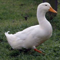 osquinn - the duck song