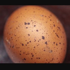 The Eggs
