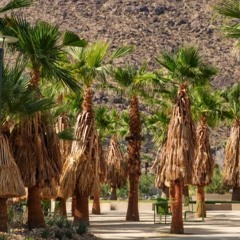 Palm Angels (ft.Jackb)