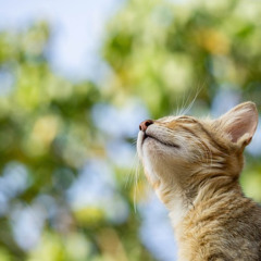 Fauré: Mi-a-ou, Dolly Suite, Op.56 No.2 (4hands2LayersSolo)  フォーレ 組曲ドリー ミャオー （二重録音）