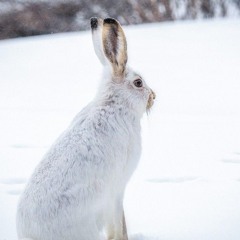 Snow bunny