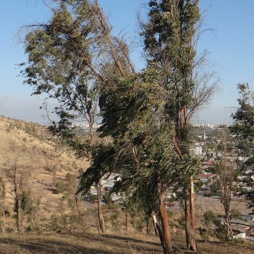 Árbolmonar K
