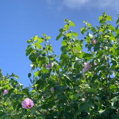 𝖾𝖺𝗋𝗅𝗒 𝗌𝗎𝗆𝗆𝖾𝗋 𝗉𝗈𝗉