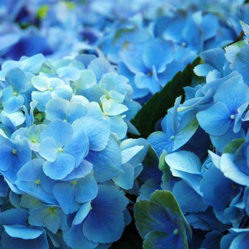 The Left Hand Refers To The Moon左手指月古筝Guzheng纯筝Zither