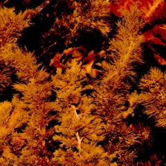 Disquiet[0492] - Dusk Glimmer