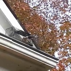 AAAC Wildlife Removal of Houston - Squirrel Removal Houston