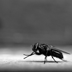 Yüzsüzlüğün Sineksel Boyutu