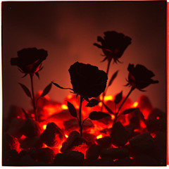 Burning Petals