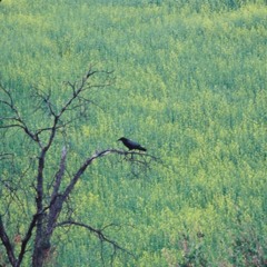 L.Dre & Bace - Connections