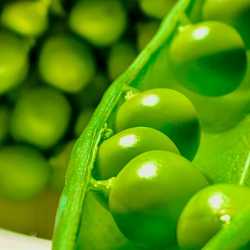 REC - 2022 - 010PA schote