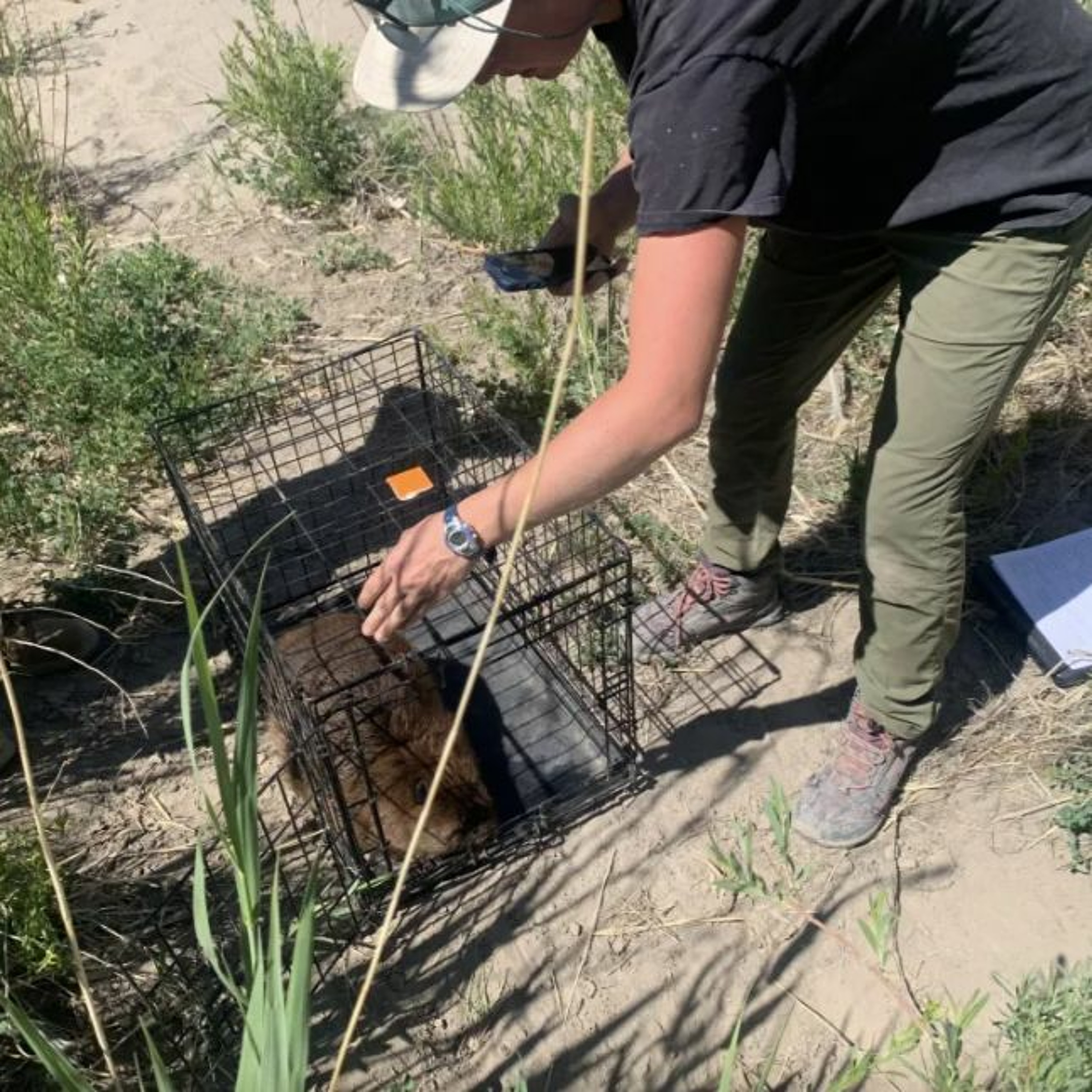 Modern-day trappers are using beavers to fight the effects of drought episode artwork