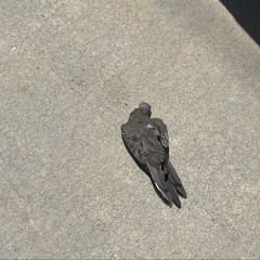 poem of a dead bird