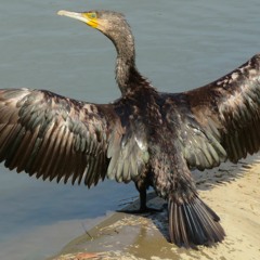 美しく黒きカワウ～The Beautiful Black Common Cormorant～日本語バージョン