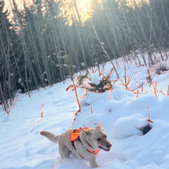 alone again "i hope the good times’ll last" (wisssery)