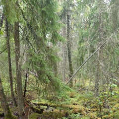 Hungry Goshawk fledglings after a rainy night