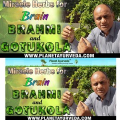 Brahmi (Bacopa monnieri) and Gotukola (Centella Asiatica) - Miracle Herbs for Brain Health