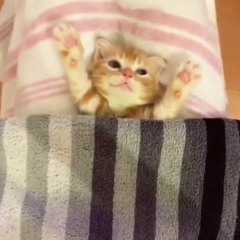 ANTIALL - DREAMING [FREEBIE <3]