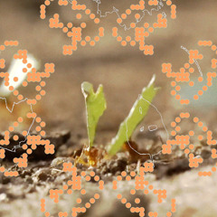 a centipede’s dream