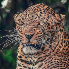 FRAWDSTAR (prod. euphoria beatz)