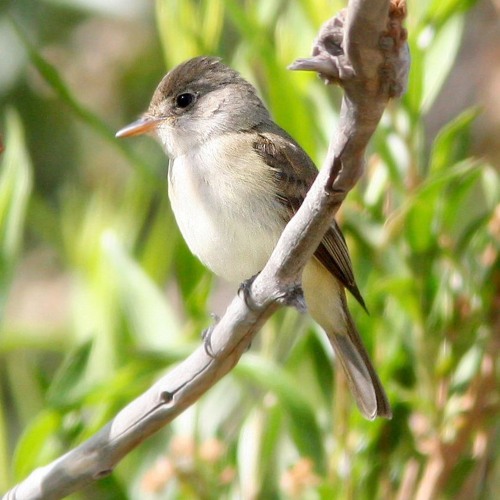 Willow Flycatcher Cleaning