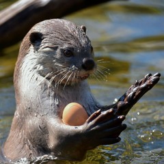Otter (Prod. Cadence)