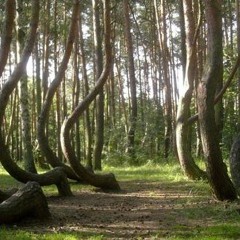 funky forest