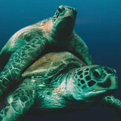 your plastic straw killed a sea turtle