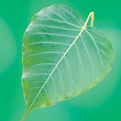 Prayer-Practice for Awakening Wisdom