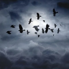 FLY AWAY (Free Download)