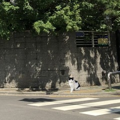 [Playlist] 오전 10시 골목에서 만난 삼색 고양이