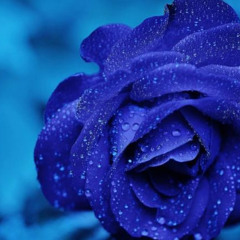 Blue Roses (W I Z)