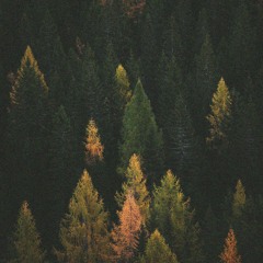 Among trees (final edit)