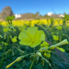 LA CAPTURA DEL SONIDO RADIO SHOW - NEW MIX IBIZA SPRING 2025