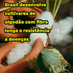 Brasil desenvolve cultivares de algodão com fibra longa e resistência a doenças.