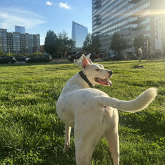 AN EVENING WITH DEV #004