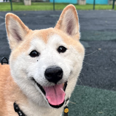 misses x brazil (speed up)