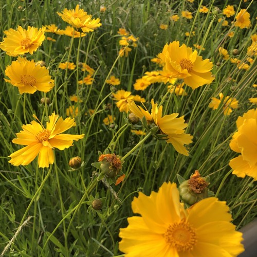 The Good Side - Troye Sivan [COVER by PARIS]