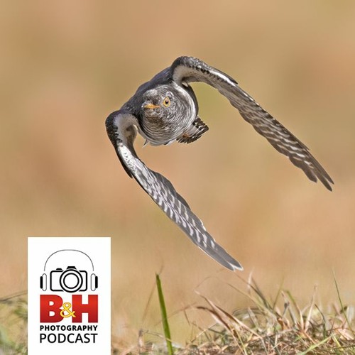 Stream Mirrorless System Advantages for Bird Photography by B&H