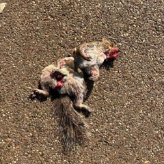 Risky x M9 - Kafe Landan