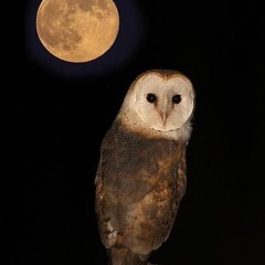 Night owl (prod. dash)
