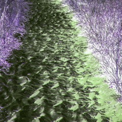 The Path Is Deep Violet